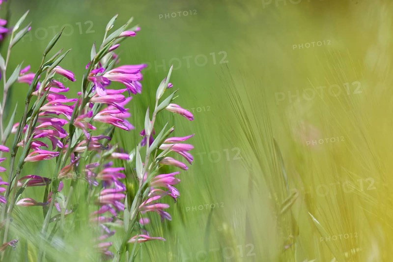 Wild gladiolus (Gladiolus illyricus)