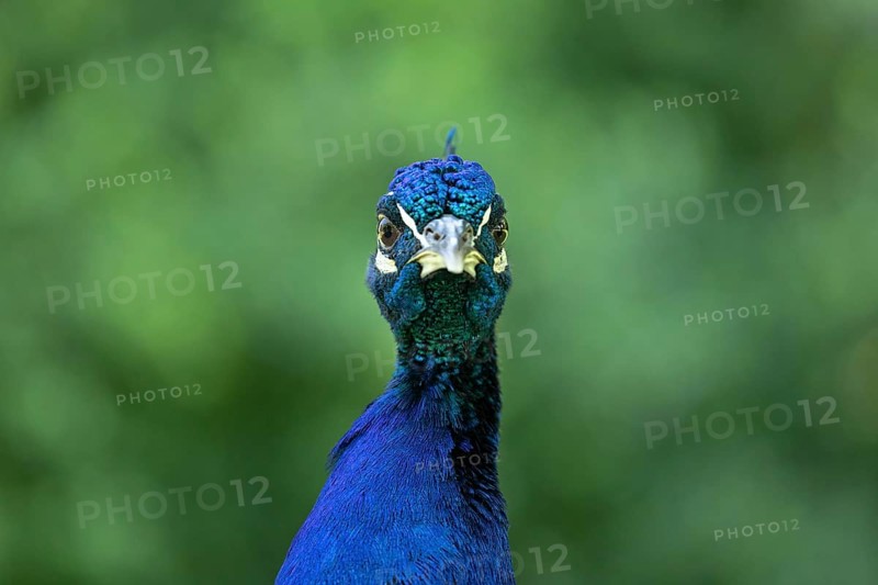 Indian peafowl (Pavo cristatus)