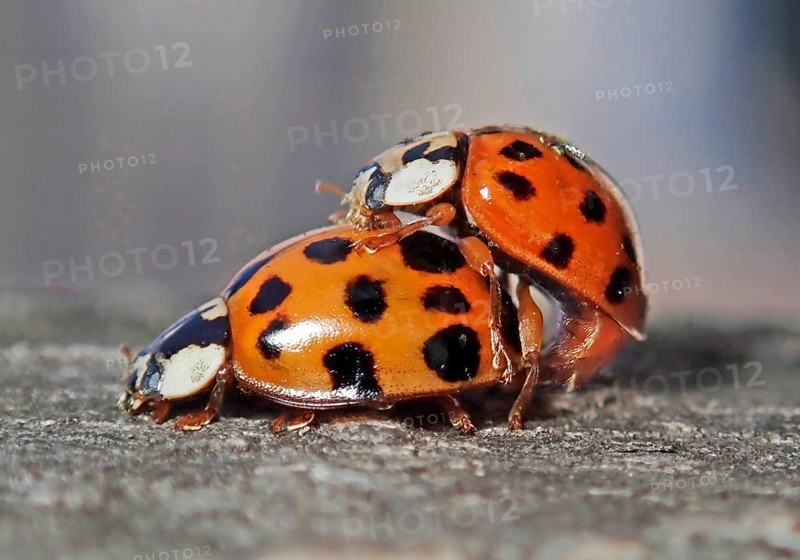 Asian lady beetle (Harmonia axyridis)