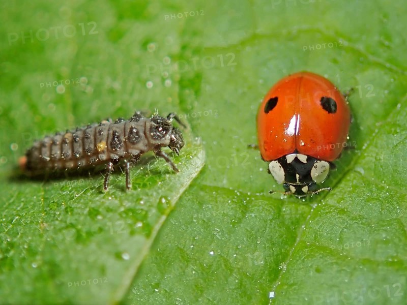 Two-spotted lady beetle (Adalia bipunctata)