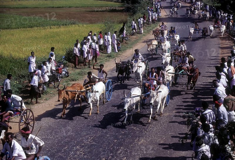Bullock Cart