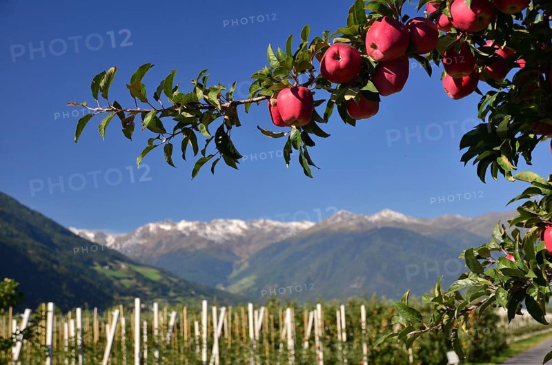 Apple tree