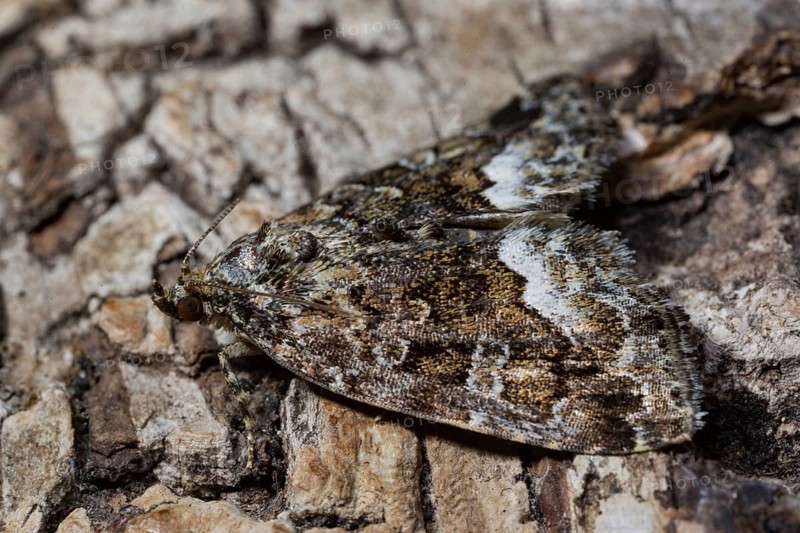 Marbled (Protodeltote pygarga) white spot