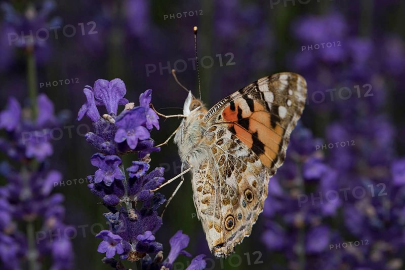 Painted lady (Vanessa cardui)