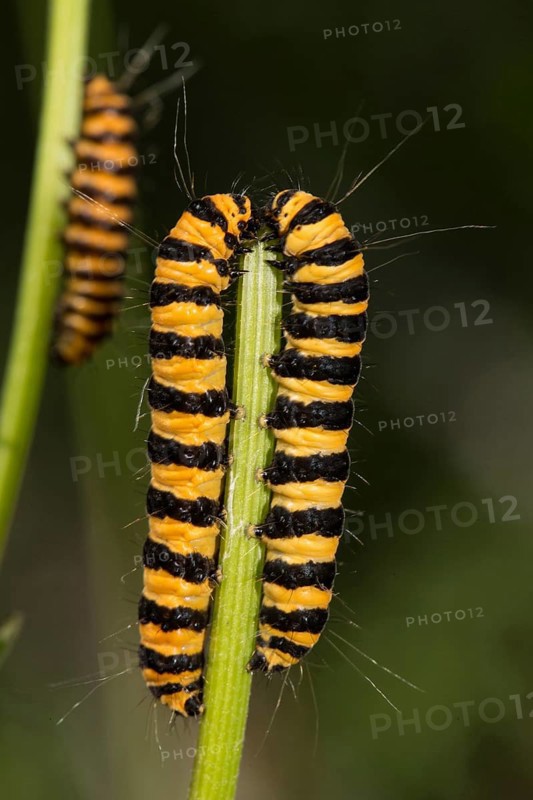 Cinnabar Moth (Tyria jacobaeae)