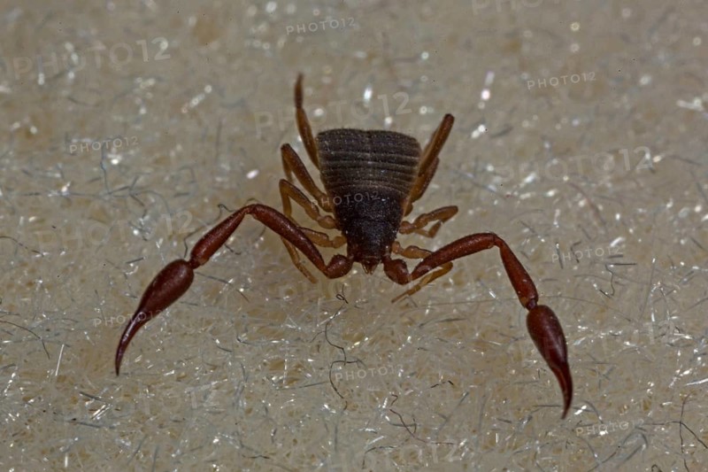 House pseudoscorpion (Chelifer cancroides)