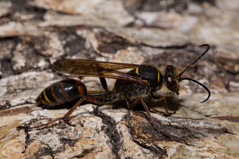 Mud (Sceliphron curvatum) dauber wasp
