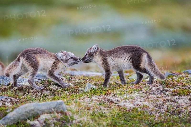 Arctic fox (Vulpes lagopus)