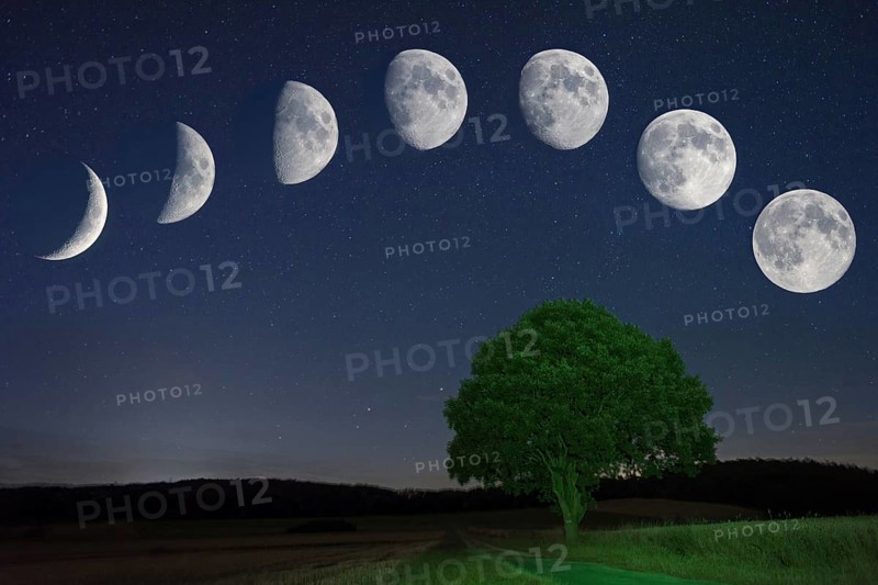 Lunar cycle with Oak (Quercus) waxing moon
