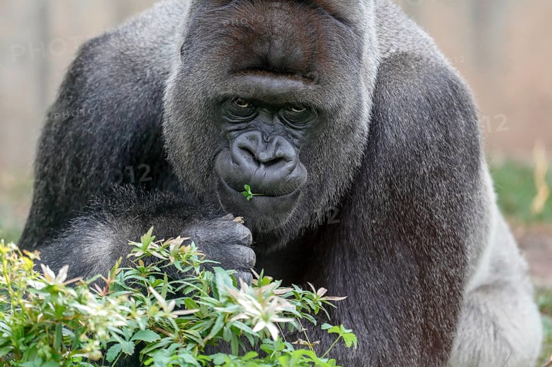 Western lowland gorilla (Gorilla gorilla)