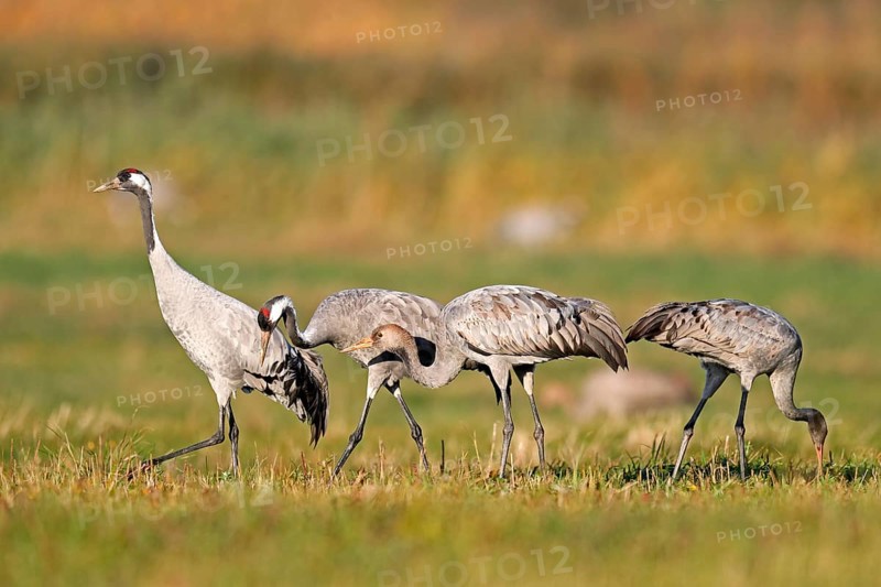 Cranes (Grus grus)