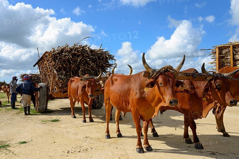 Oxcart