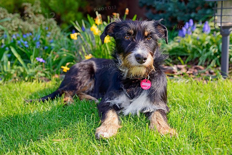 Mixed dog in the garden