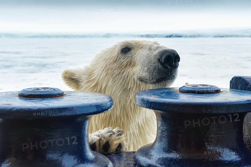 Polar bear (Ursus maritimus) trying to board the expedition ship