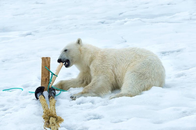 Polar bear (Ursus maritimus) inspecting and chewing the mast of the expedition ship