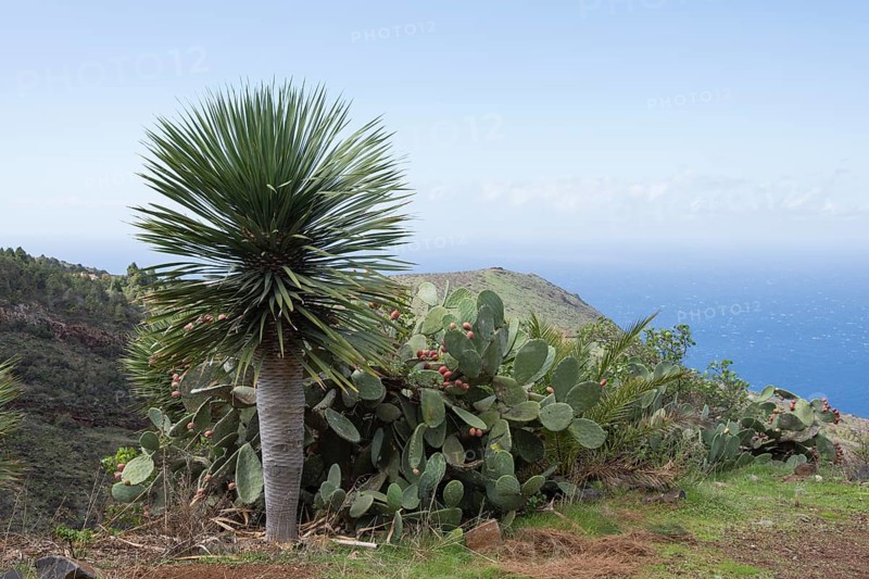 Canary Islands dragon tree (Dracaena draco) Las Tricias