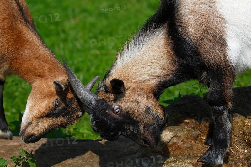 Dwarf goats
