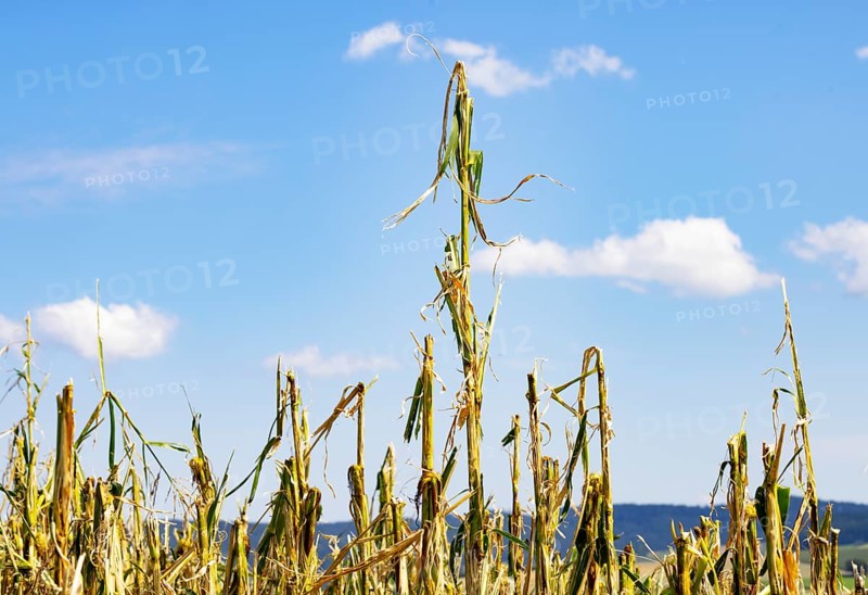 Maize (Zea mays) plants in a field with hail damage after a heavy storm