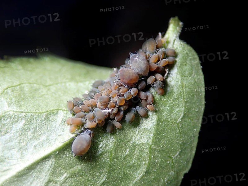 Elder aphids (Aphis sambuci)