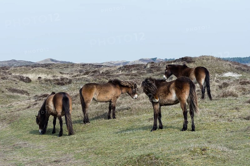 Exmoor Pony