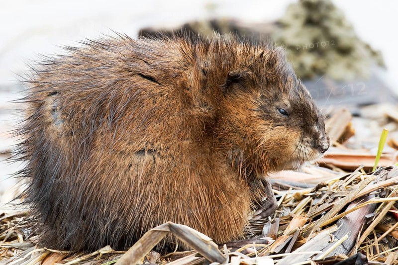 Muskrat (Ondatra zibethicus) dormant
