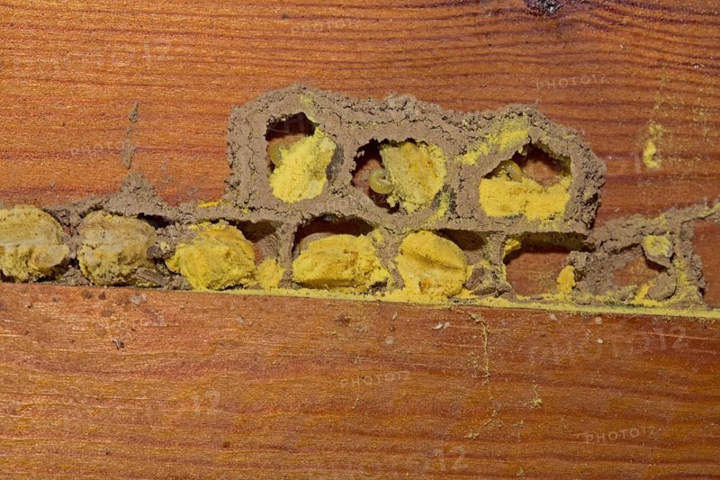 Red mason bee (Osmia bicornis)