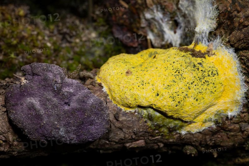 Fungus