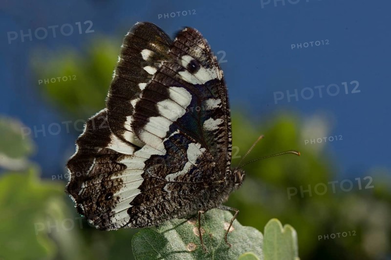 Large banded grayling (Aulocera circe)