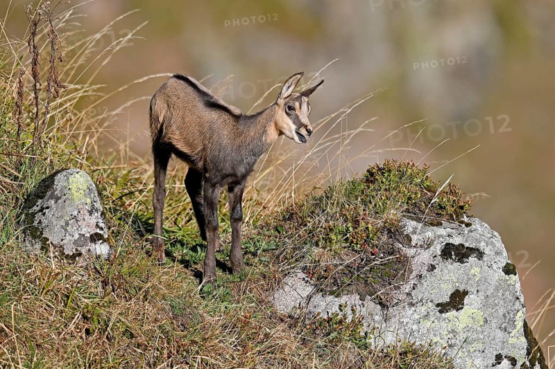Chamois (Rupicapra rupicapra)
