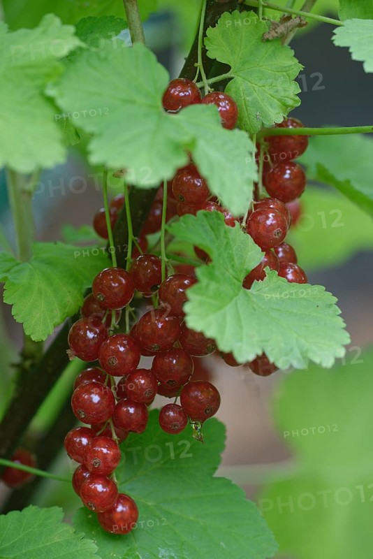 Fruits of the currant (Ribes rubrum)