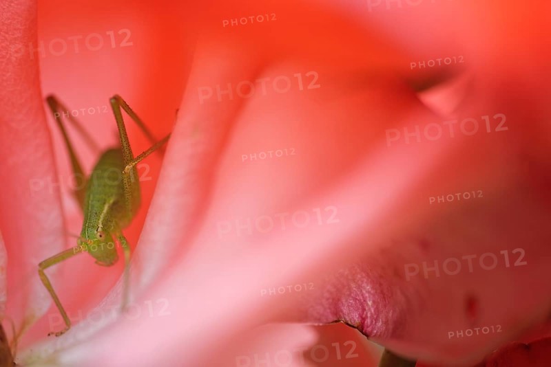 Speckled bush-cricket (Leptophyes punctatissima) in rose blossom (Rosa)