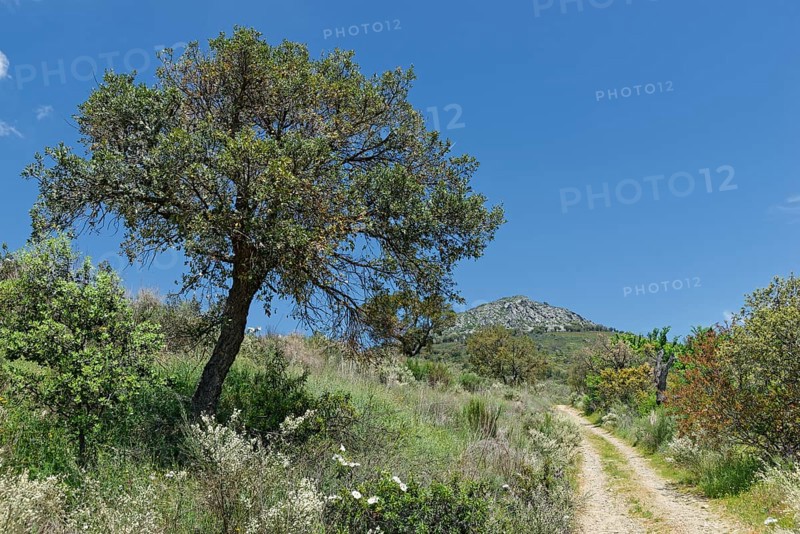 Holm Oak (Quercus ilex)