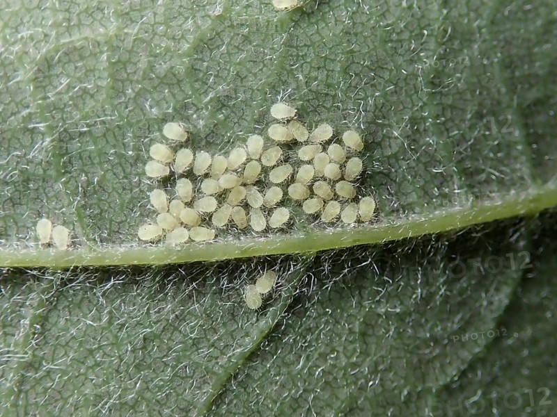 Sycamore aphid (Periphyllus)