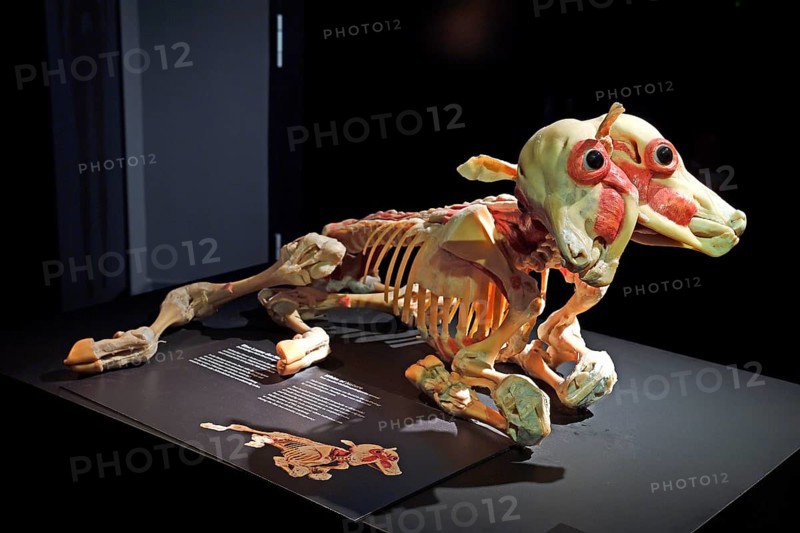 Taxidermy