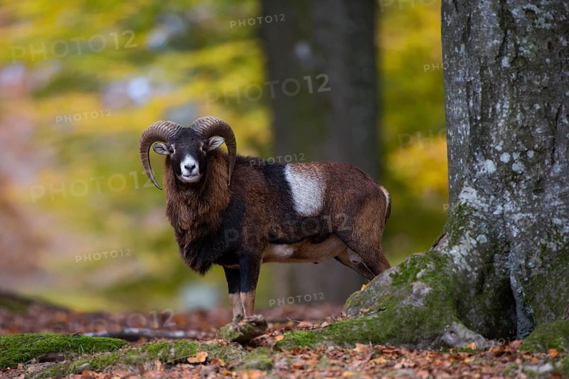 European mouflon (Ovis gmelini musimon)