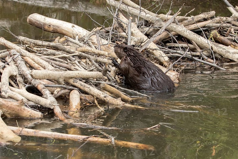 Canadian beaver
