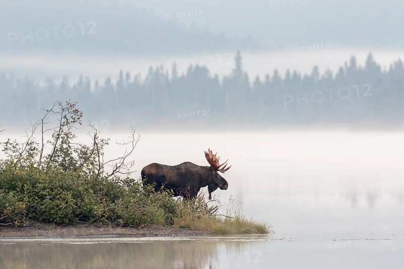 Dominant elk bull on the lakeshore during the rutting season
