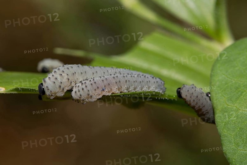 Solomon's seal sawfly