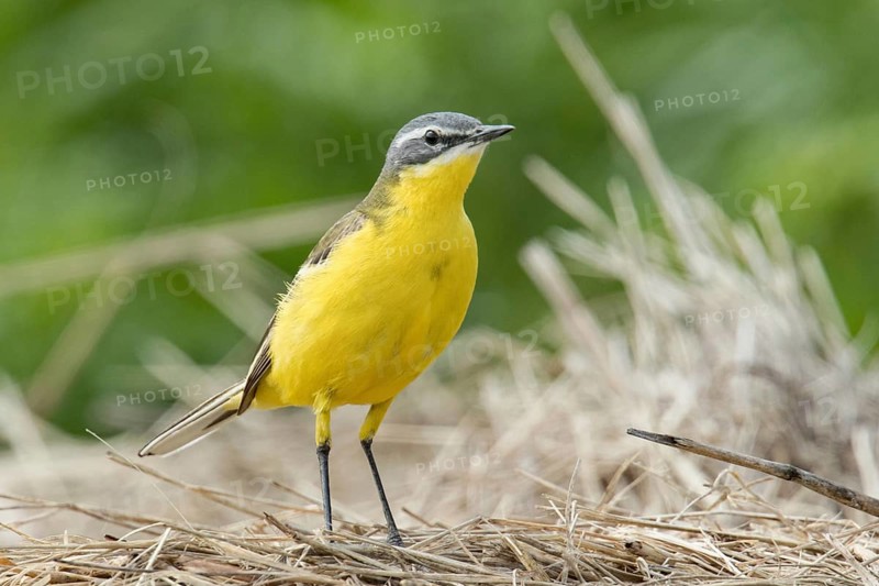 Western yellow wagtail (Motacilla flava)