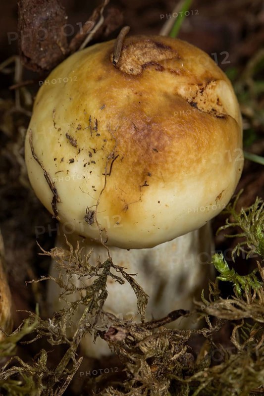Stinking russula (Russula foetens)