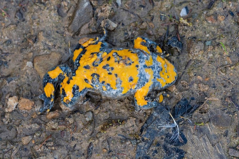 Yellow-bellied toad (Bombina variegata)