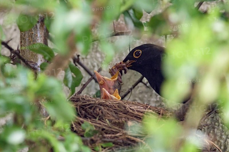 Blackbirdsest (Turdus merula)