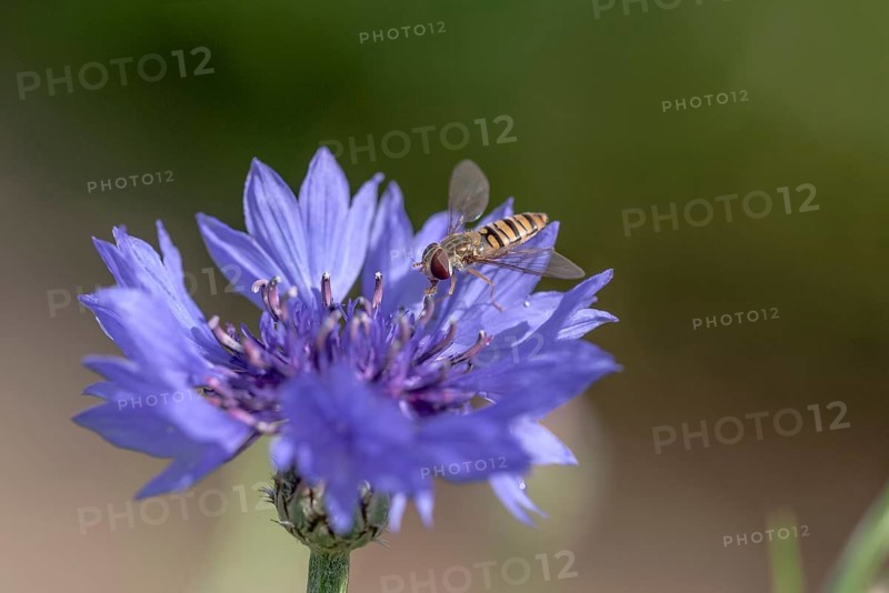 Marmalade hoverfly (Episyrphus balteatus) (Cyanus segetum) nature park Park Frau-Holle-Land