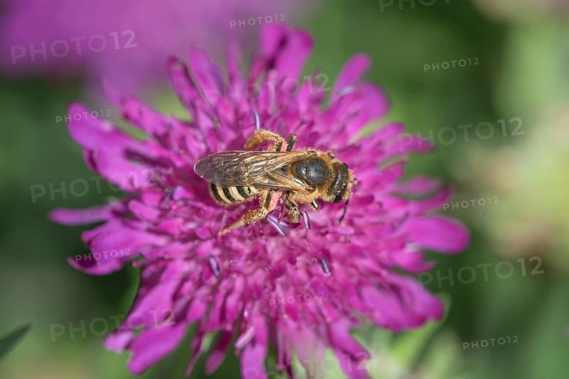 Sweat Bee (Halictus scabiosae) (Scabiosa) Scabiose
