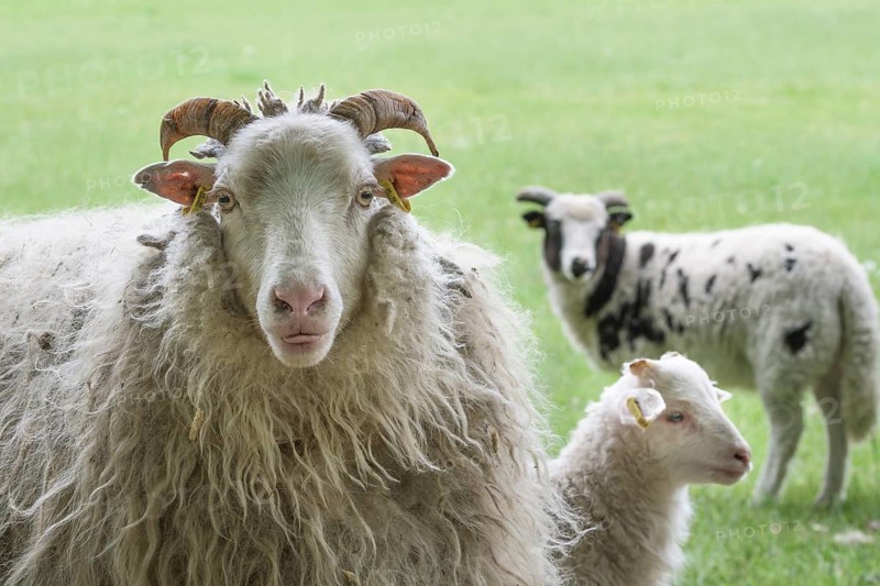 White horned pagan snakes with lamb