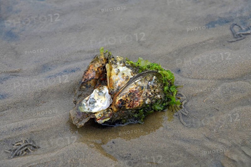 Wild Pacific oyster (Crassostrea gigas)