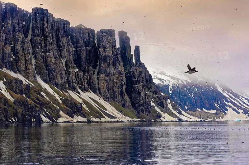 Thick-billed murre (Uria lomvia) or guillemot colony