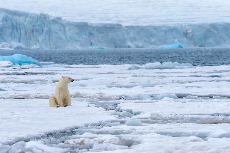 Female polar bear (Ursus maritimus) sitting on the pack ice