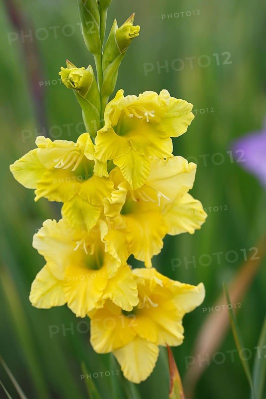 Yellow-flowered Garden Gladiolus (Gladiolus x hortulanus)