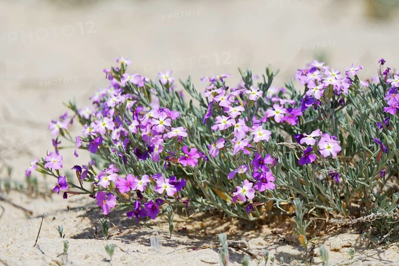 Beach Ragwort (Malcolmia littorea)